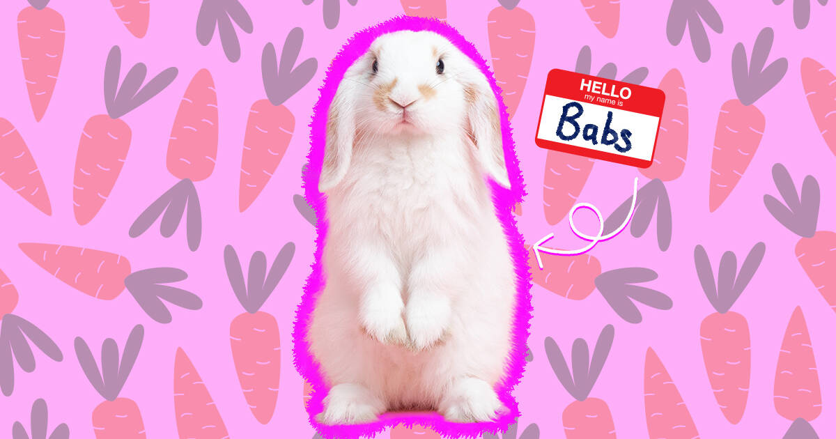 17 Toys to Get (or make!) For Your Pet Rabbit