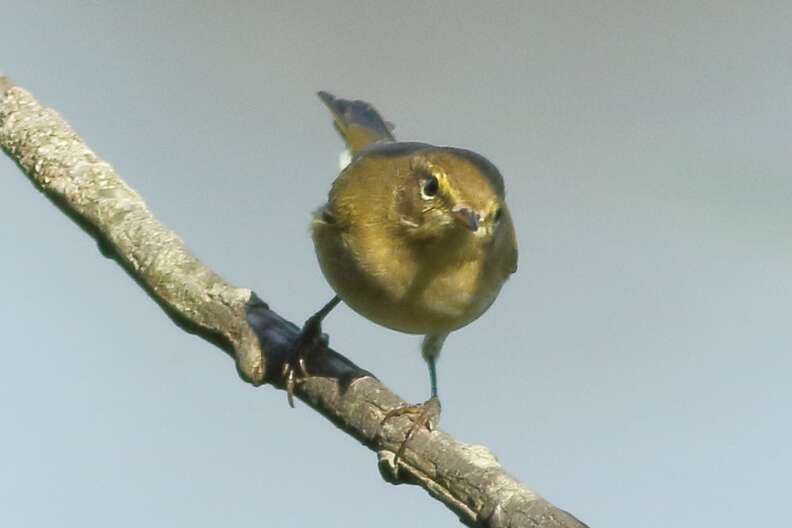 Guy Captures Photo Of Bird Without Wings - The Dodo Guy Captures Photo Of Bird Without Wings - The Dodo