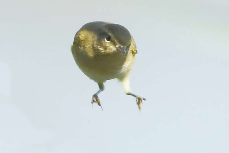 Guy Captures Photo Of Bird Without Wings - The Dodo