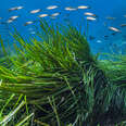 Mediterranean Seagrass Is Soaking in Sunscreen Chemicals