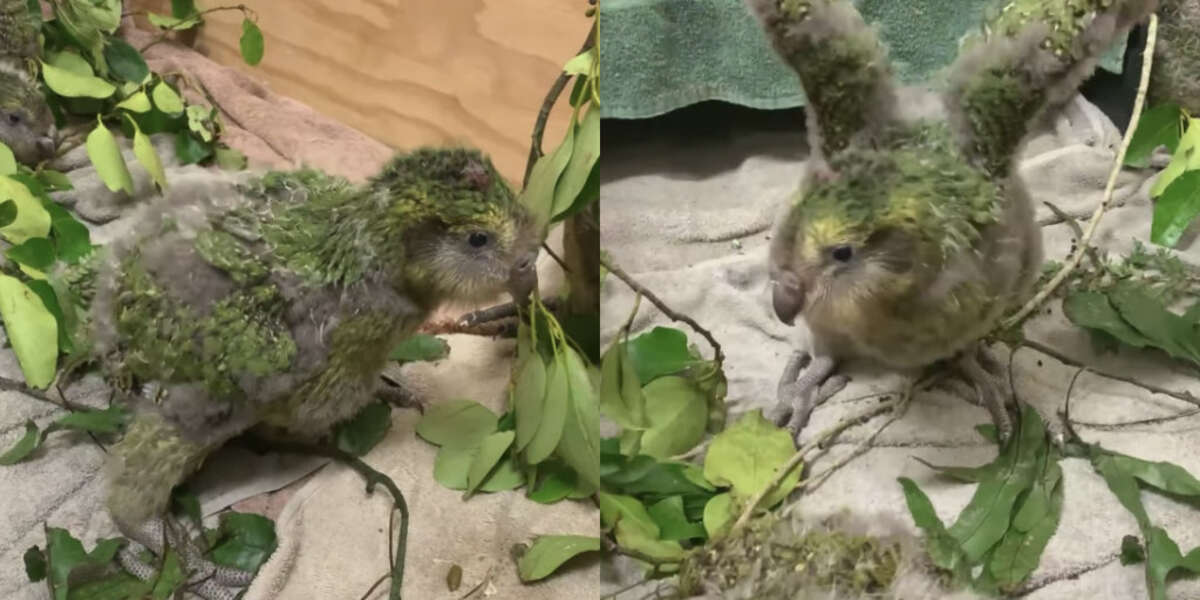 Baby ‘Moss Chickens’ Learning To Walk Is The Cutest Thing - The Dodo