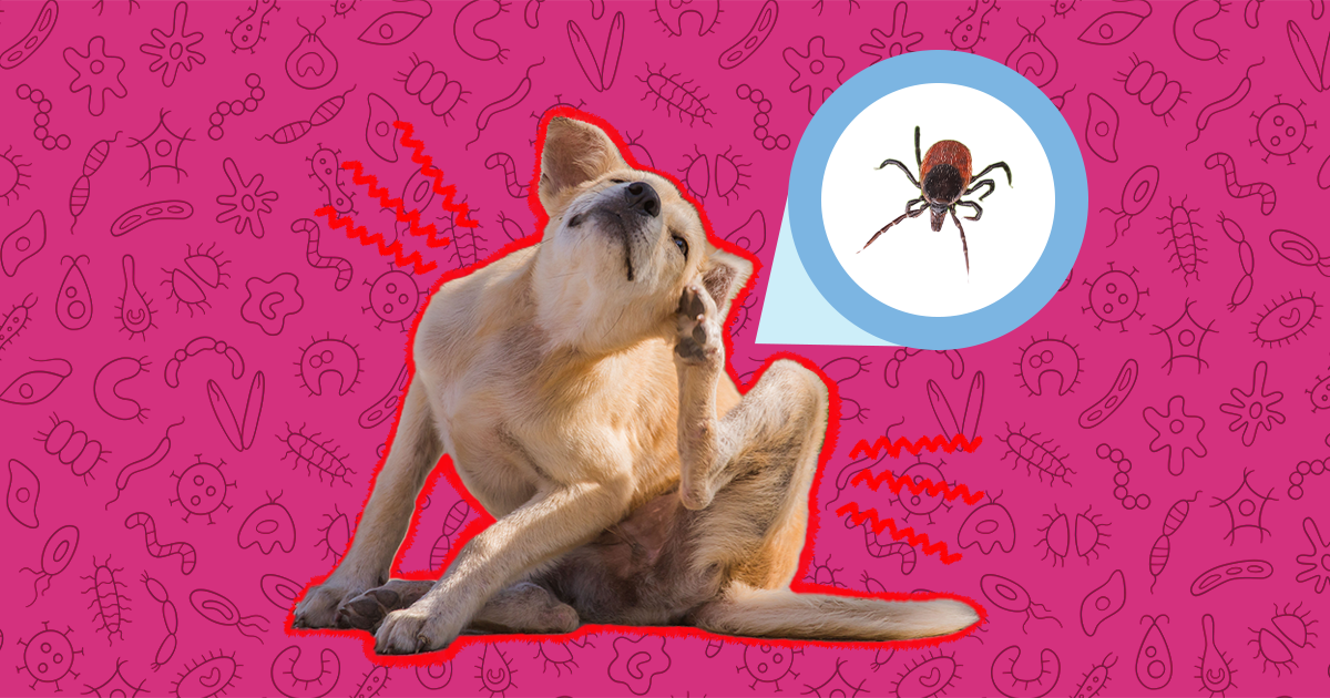 will vaseline kill a tick on a dog