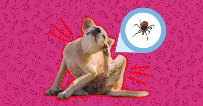 dog itching with a magnified tick
