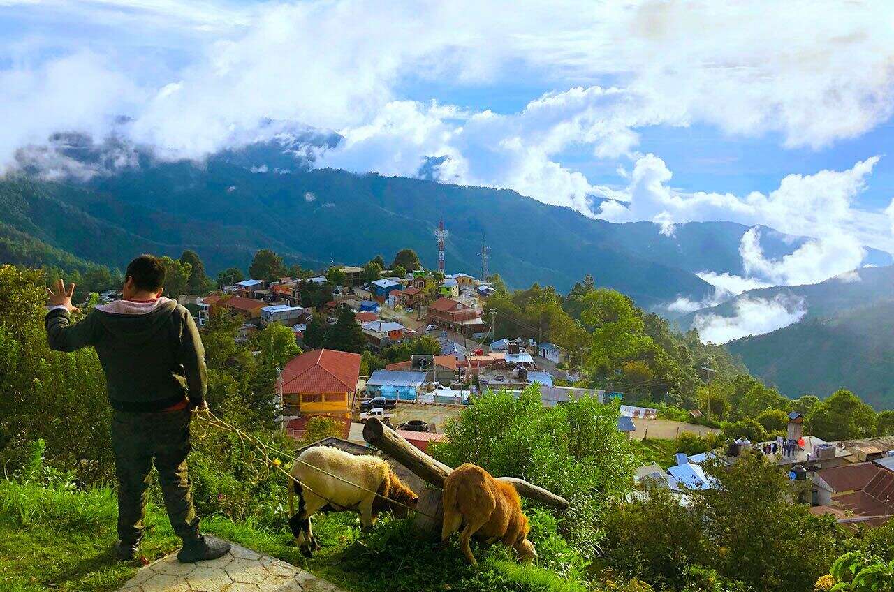 a man Walking the goats on a hill above the town of San Jose Del Pacifico in Mexico's state of Oaxaca.