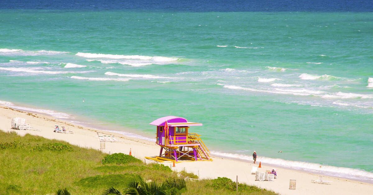 Florida Shell Guide  White Sands Beach Resort