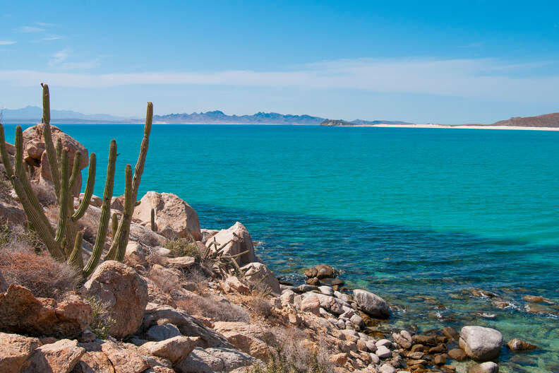 a cactus on a sea cliff