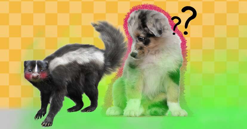 Get skunk out of dog best sale