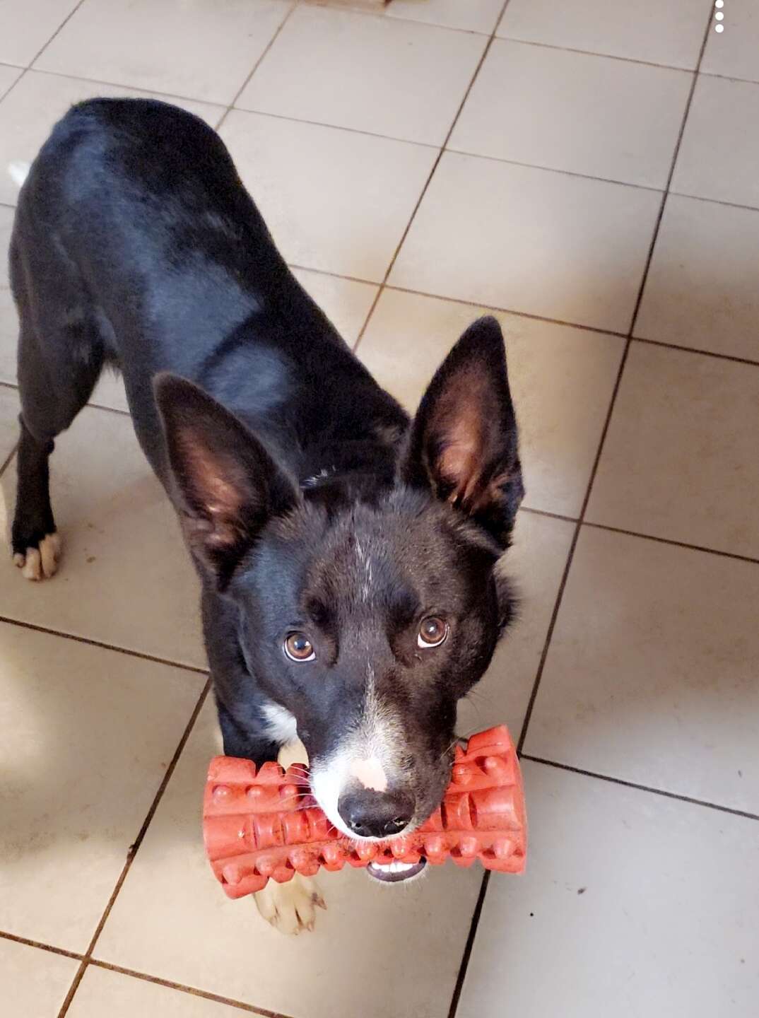 dog and his toy