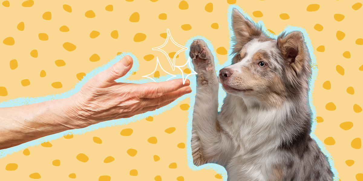 Do Dog Parents Live Longer? Here’s What The Research Says DodoWell