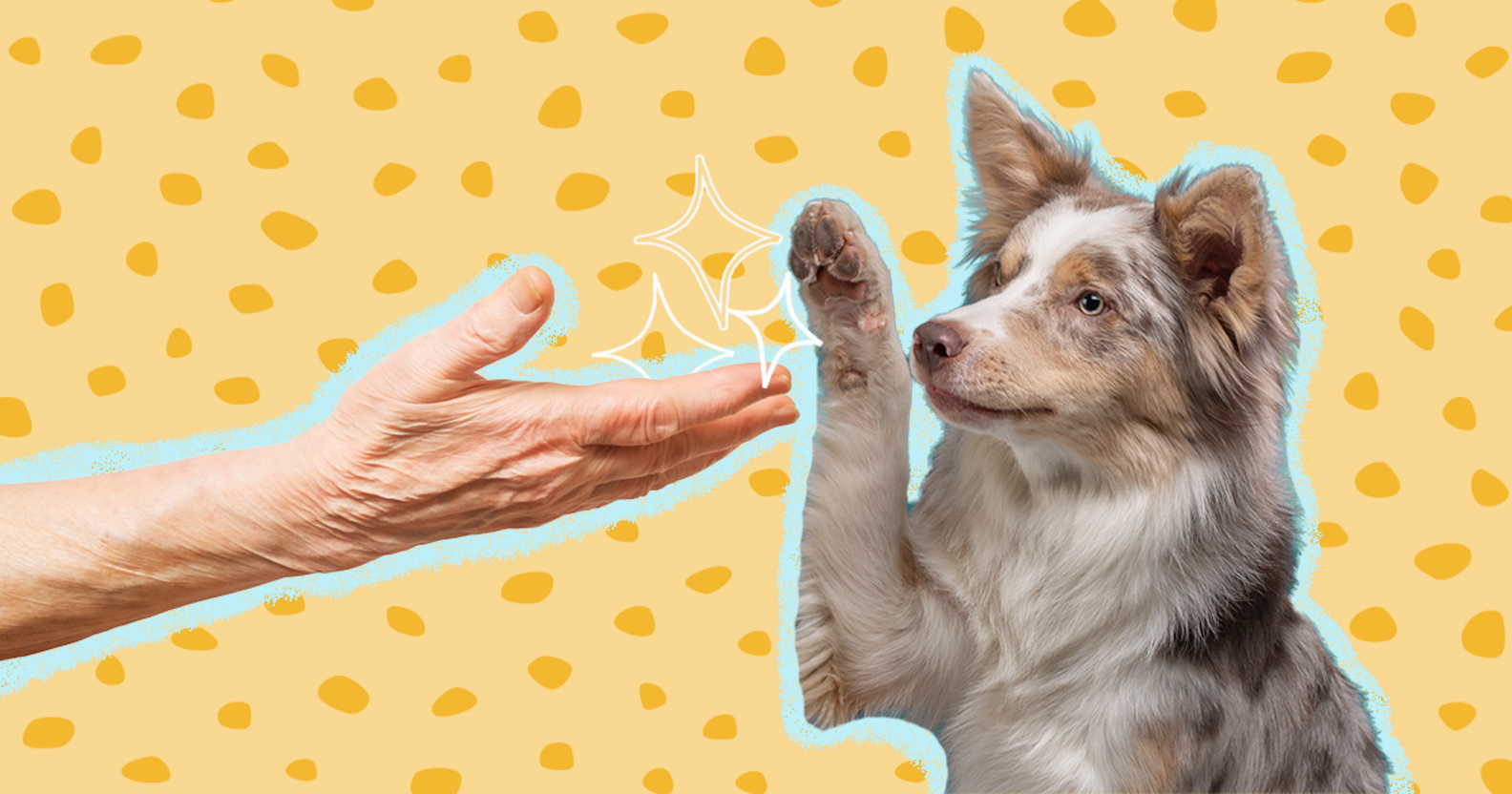 Do Dog Parents Live Longer? Here’s What The Research Says DodoWell