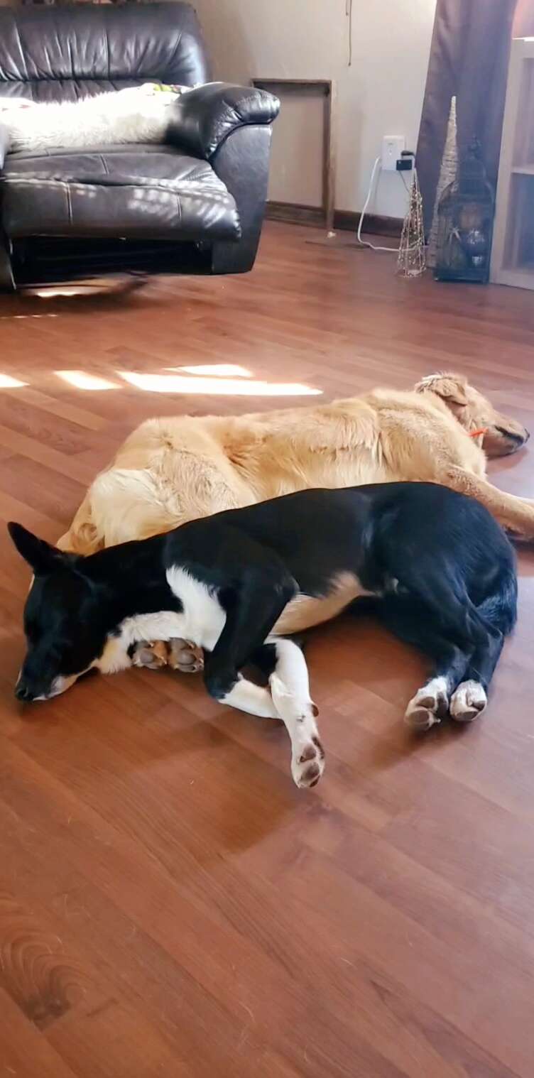 cute dogs