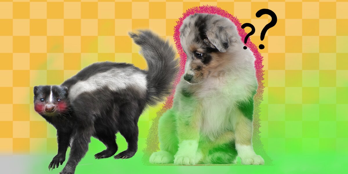 Dog Sprayed By Skunk Here s What To Do To De Skunk Your Pet