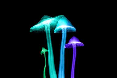 mushrooms in fantastic fungi