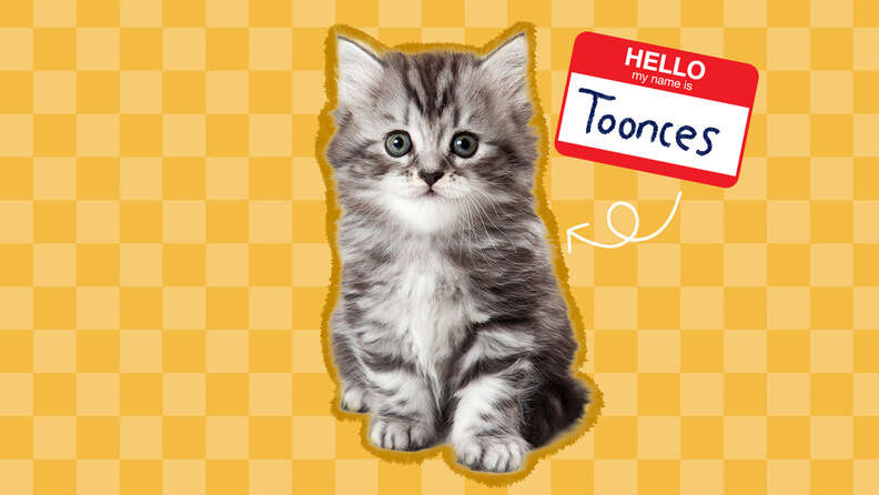75+ Cute Cat Names That Will *All* Become Your Favorite - DodoWell ...
