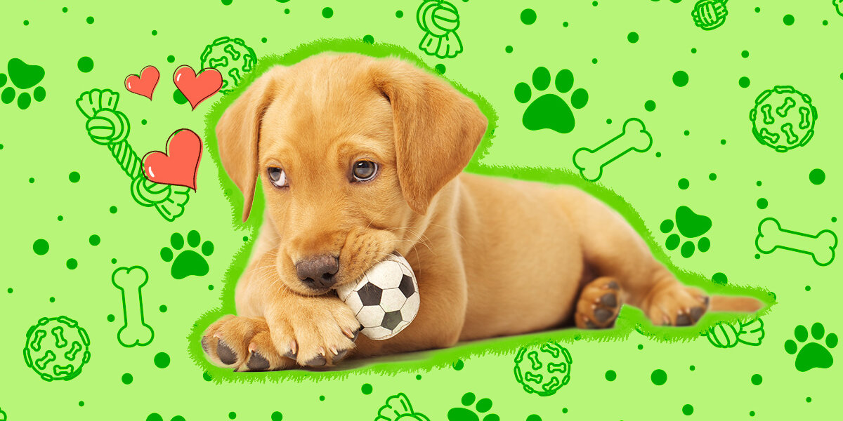 Puppy Teething Toys: Pick the Best Chew Toys for Puppies