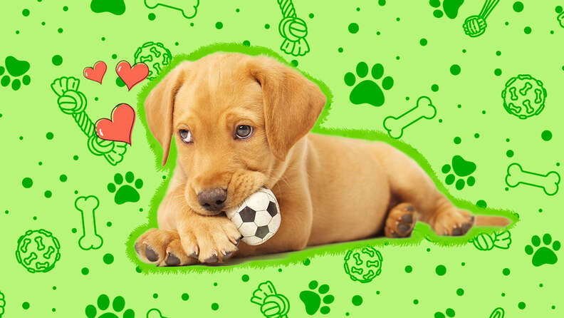 Good teething toys outlet for puppies