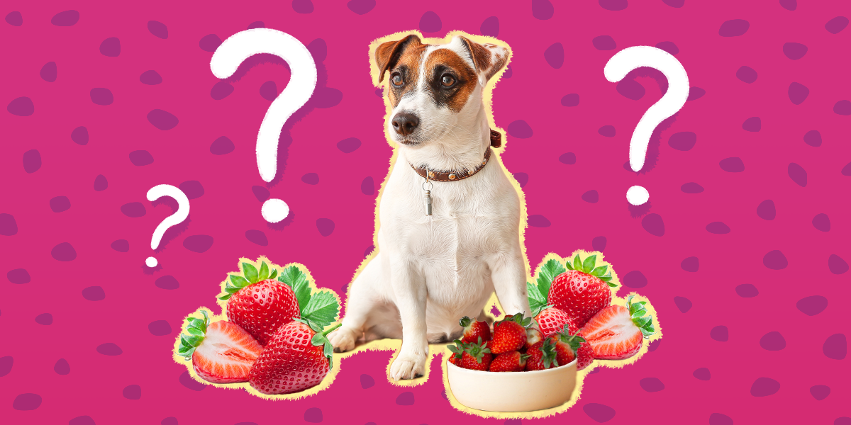 can strawberries make dogs sick