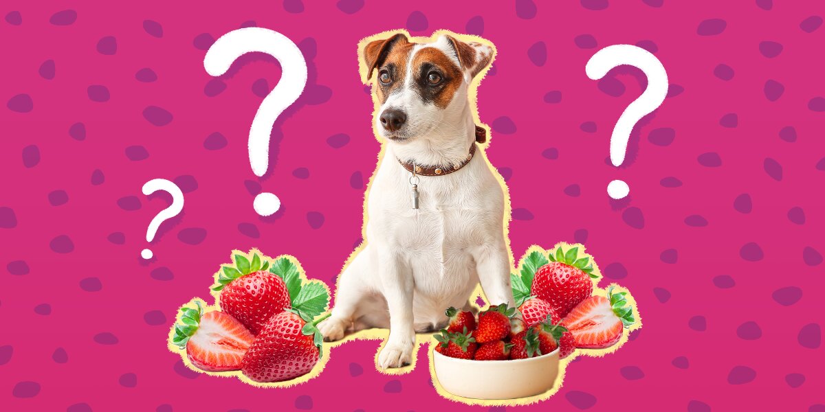 Can yorkies eat strawberries sale