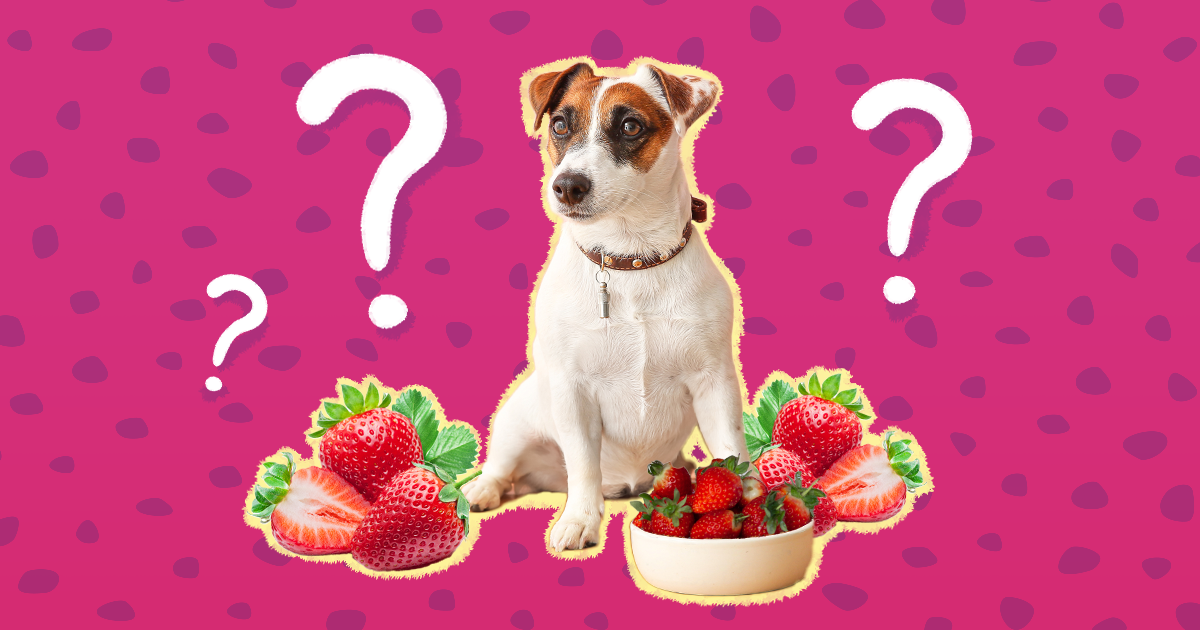 can dogs ear strawberry