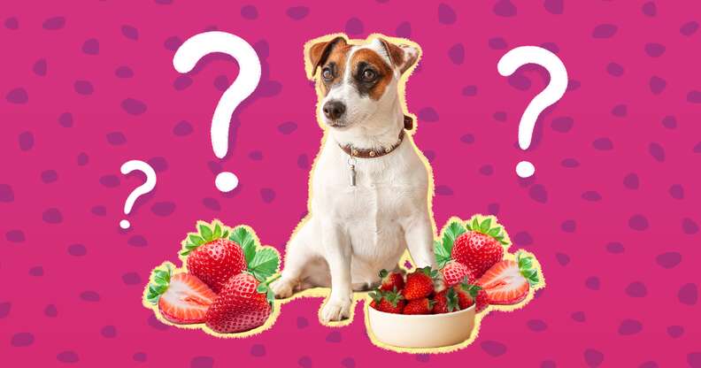 Are strawberries berries top bad for dogs