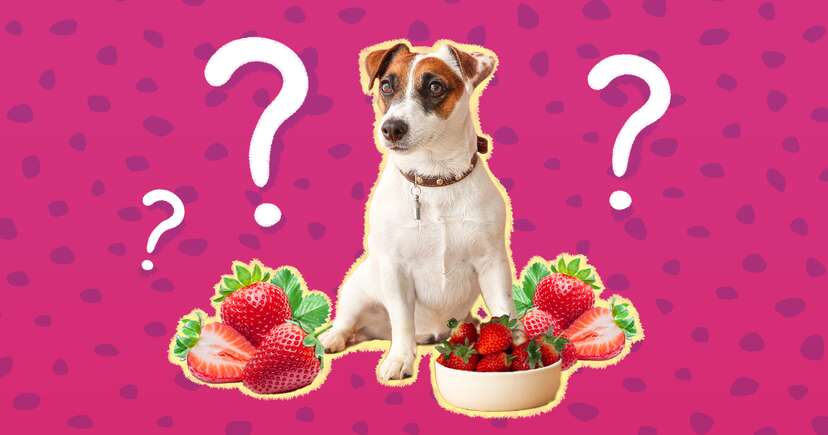 can dogs eat strawberries and kiwi