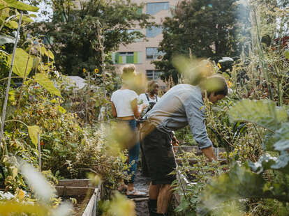 environmentalists harvesting vegetables at urban farm