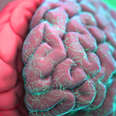 How Exactly Is the Human Brain Organized?