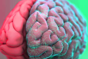 How Exactly Is the Human Brain Organized?