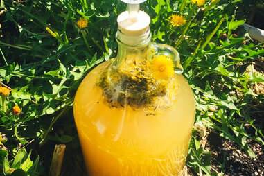 dandelion mead