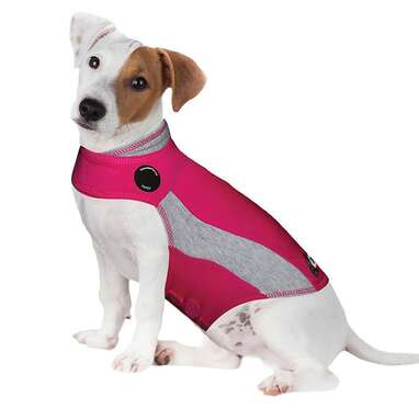 ThunderShirt For Dogs The 3 Best Options To Help Ease Anxiety DodoWell The Dodo