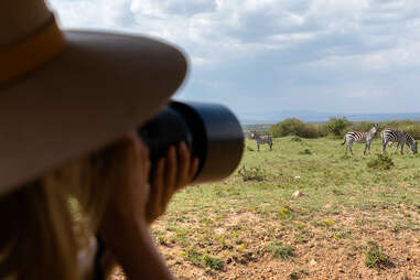 Woman photographs zebras on ethical safari