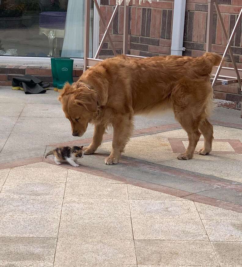 Dog finds tiny kitten on the road