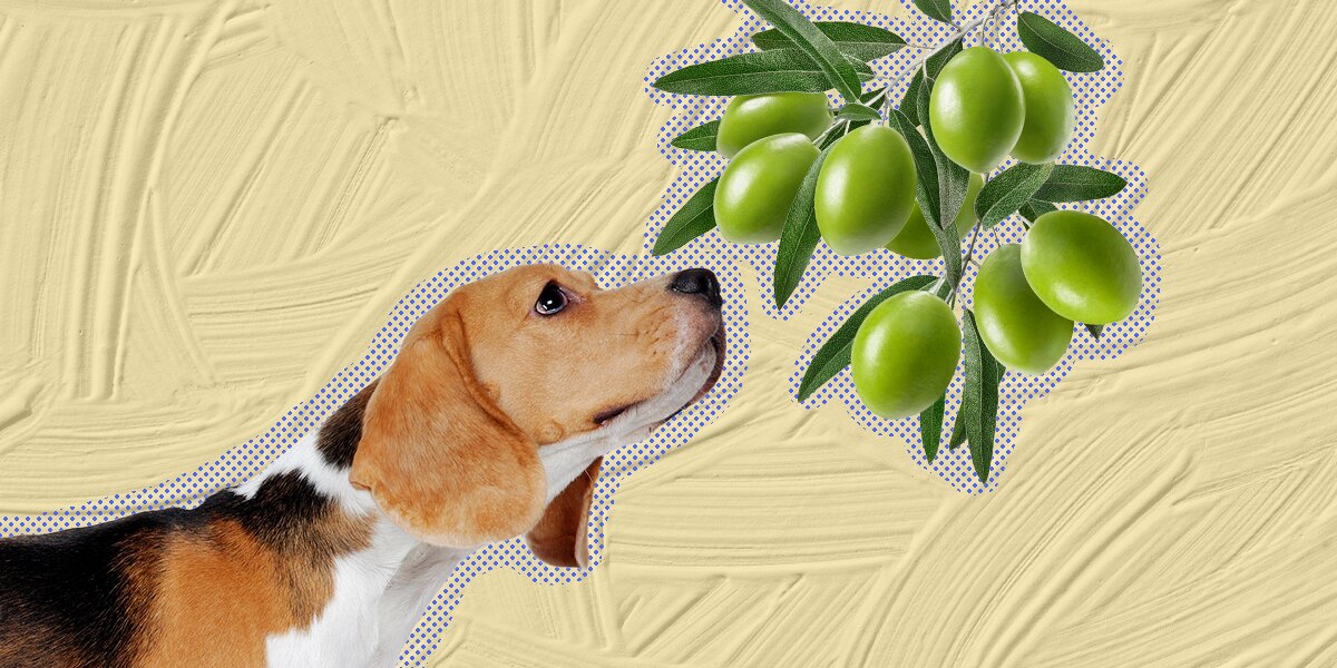 Are olives bad top for dogs to eat