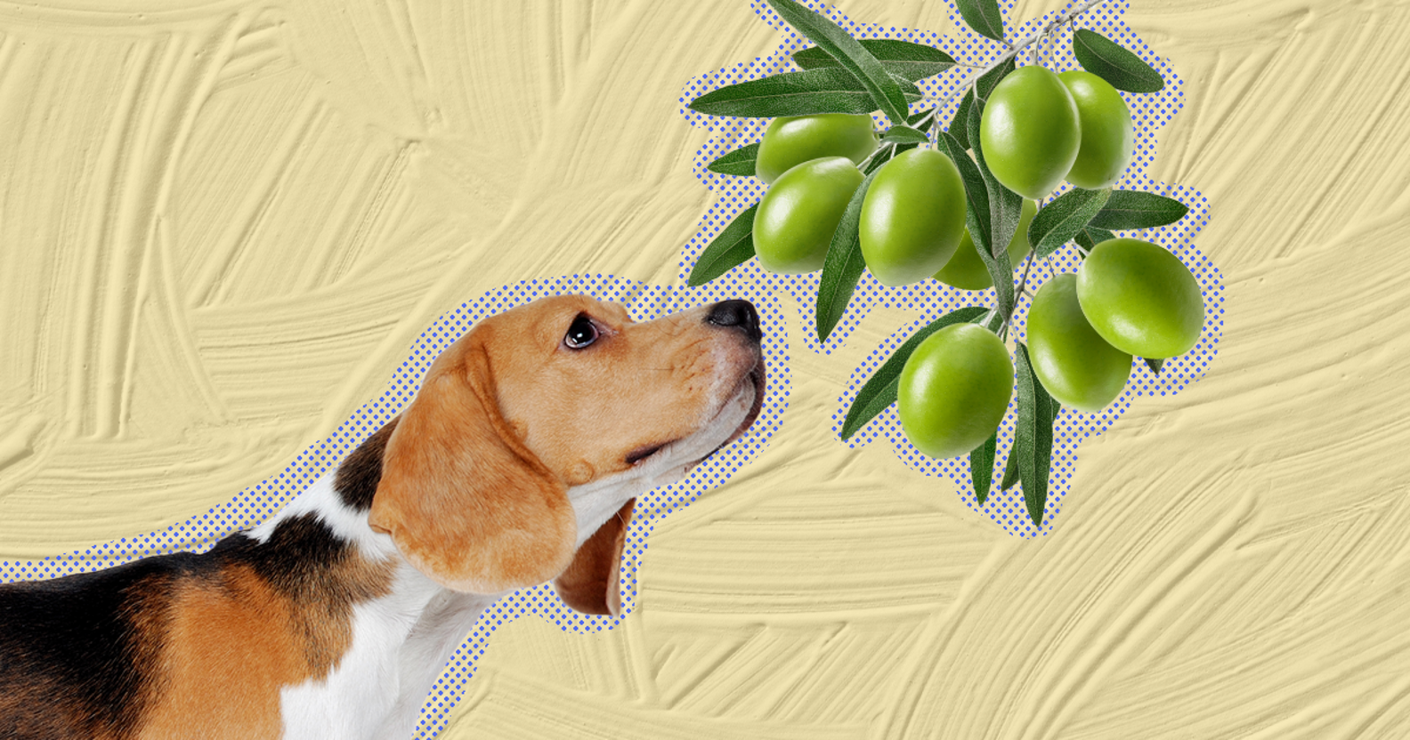Can Dogs Eat Olives? And What Amount Is Safe? DodoWell The Dodo