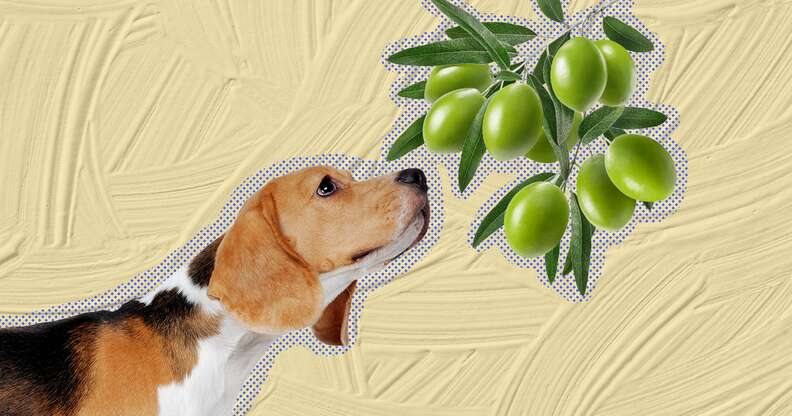 Are olives top bad for dogs
