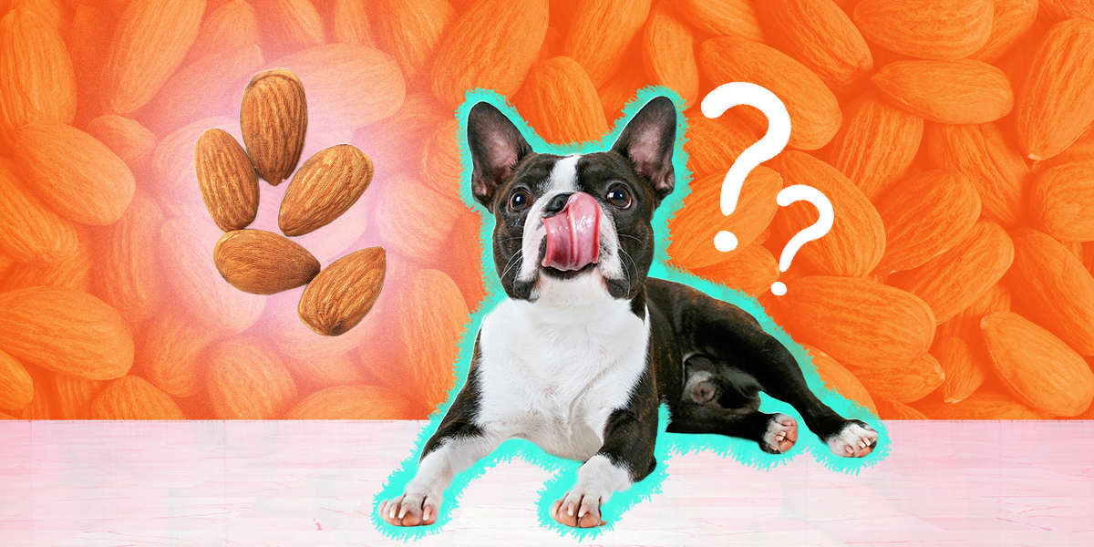 can dogs eat almond flour