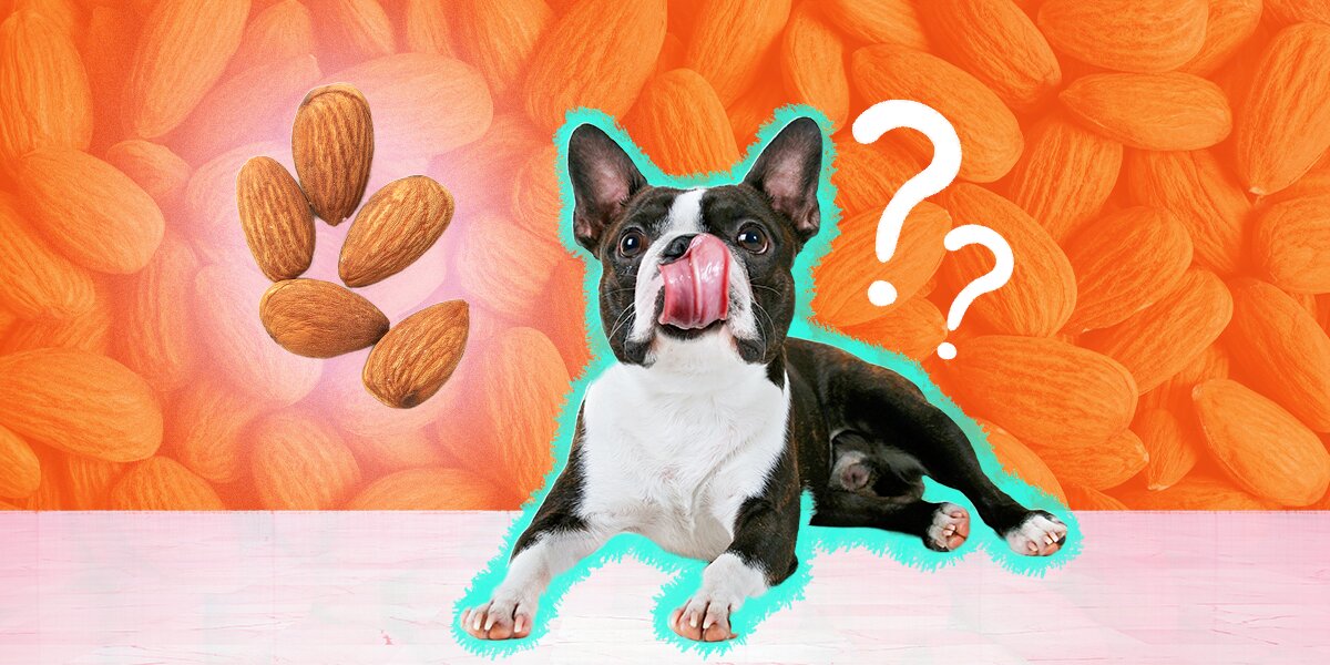 Can Dogs Eat Almonds Too photo