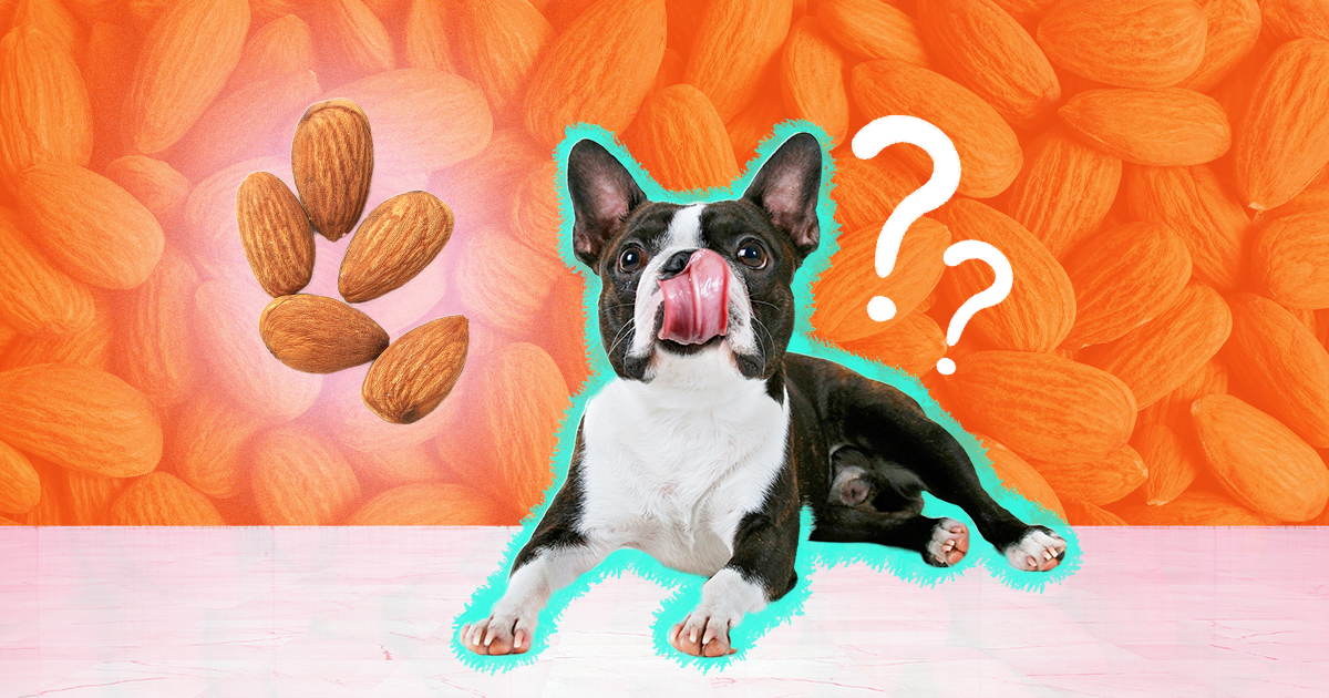 Is almond milk bad for dogs best sale