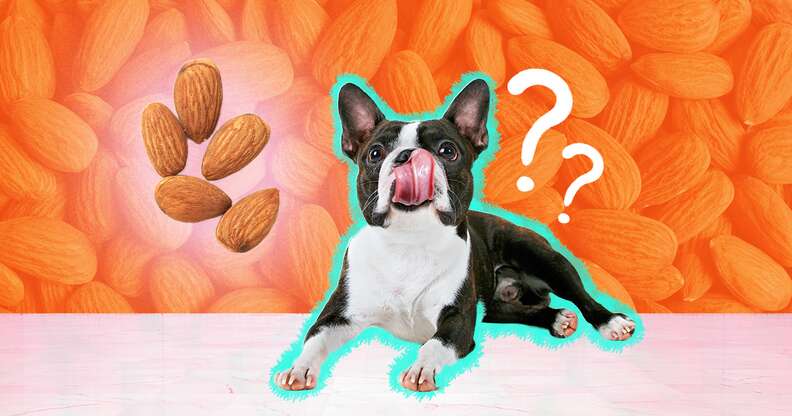 dog licking his mouth with almonds