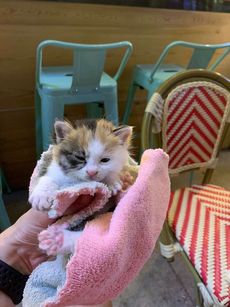 Dogs find abandoned kitten on the street