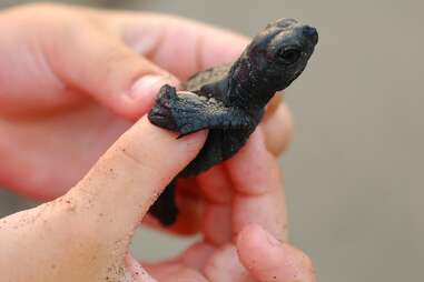 very small turtle held in a person's hand