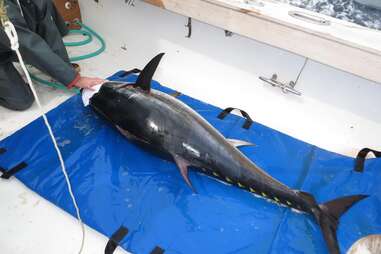 A giant bluefish tuna 