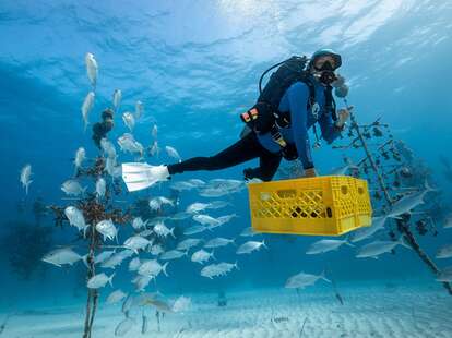 Person scuba diving among fish