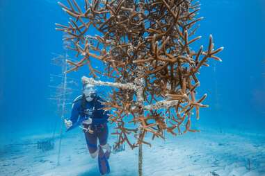 Person scuba dives next to coral reef