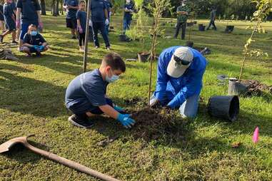 Trees For Houston