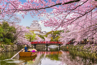 Himeji Castle with cherry blossom trees