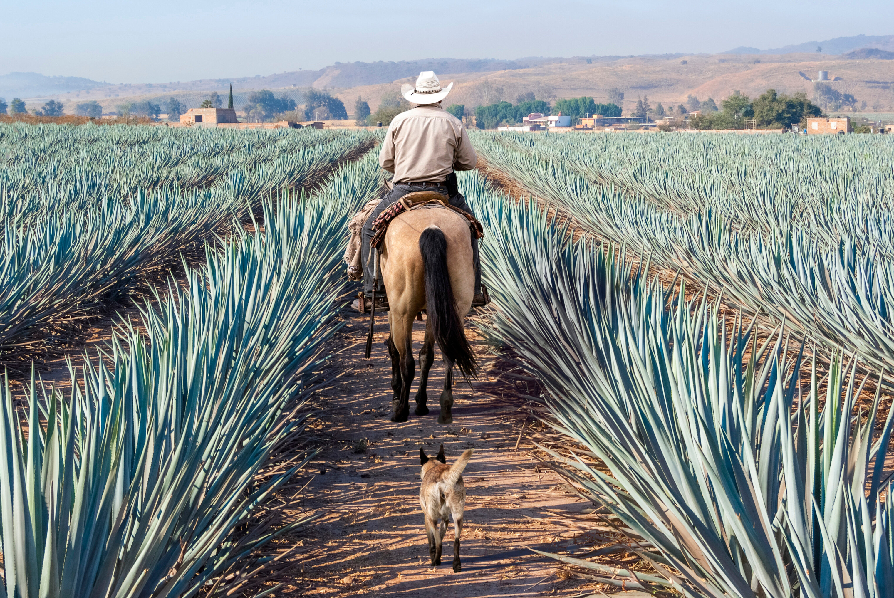 Farmer on his horse among Agave in Tequila, Mexico