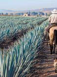 Farmer on his horse among Agave in Tequila, Mexico