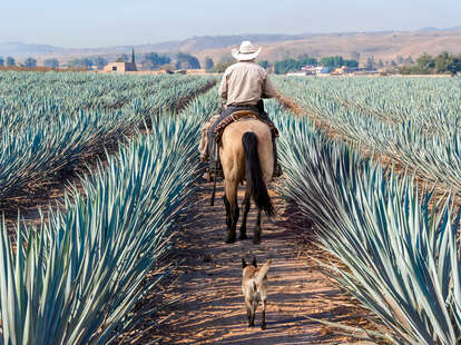 Farmer on his horse among Agave in Tequila, Mexico