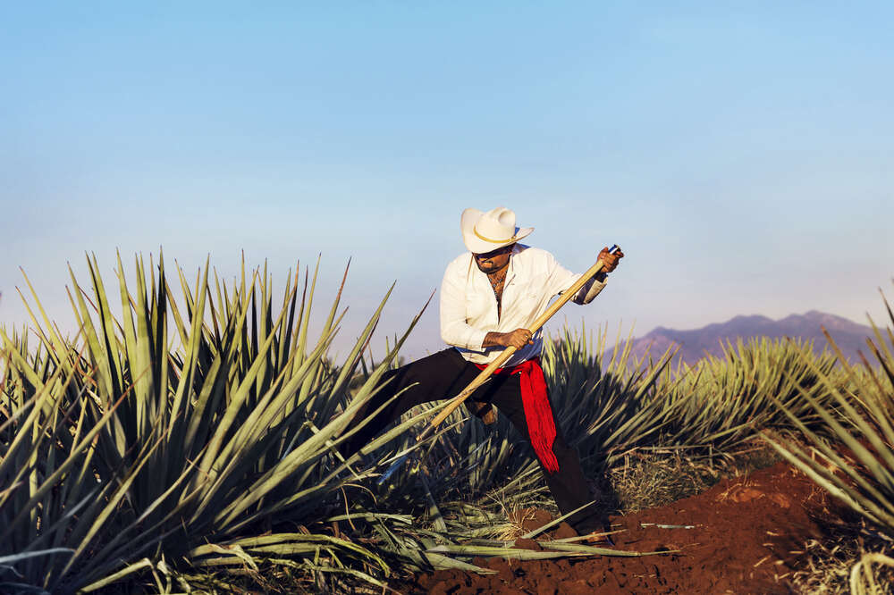 Raicilla 101: The Ultimate Guide to Tequila's Funkier Cousin - Thrillist